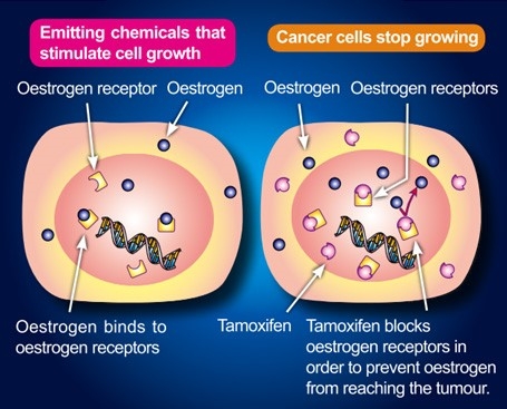 cancer on hormonal therapy