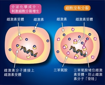 Public Photos / Files - Hormonal 1 Chi