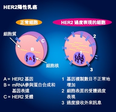 Public Photos / Files - HER2 1 Chi